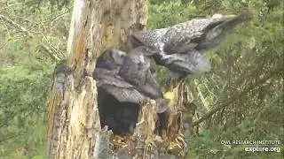 Great Gray Owl Male Prey to Nest
