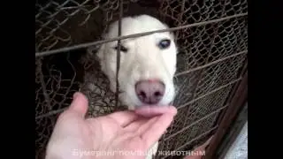 Приют для животных