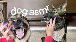Fast Scratching & Tapping on DOGS - ASMR