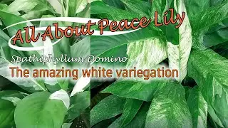 THE AMAZING PEACE LILY DOMINO VARIEGATED