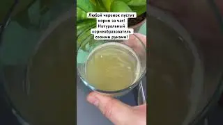 Любой черенок пустит корни за час! Натуральный корнеобразователь своими руками!