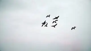 Saskatchewan is the Dream Hunt Destination for Waterfowl Hunters!