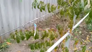 Персиковий сад. Коли саджати саджанці. Осінні роботи в саду.