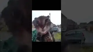 THE CAT MEOWS INTO CAMERA WITH SOUNDS OF MONSTERS FROM GOTHIC