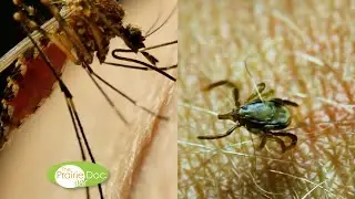 Protecting Your Skin from Pests | By Kelly Evans-Hullinger, MD