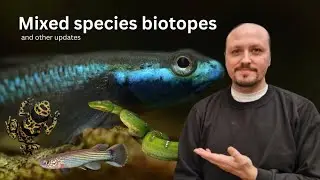 Mixed species biotopes and other updates!