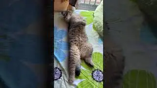 #cat