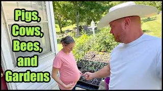 Pigs, Cows, Bees, and Gardens | A Week on the Homestead