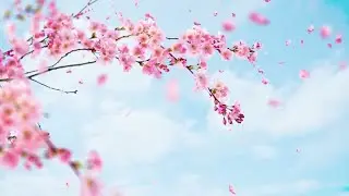 Barcarolle (Offenbach)  -  André Rieu