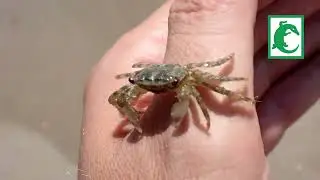 Cangrejo de las rocas Pachygrapsus marmoratus