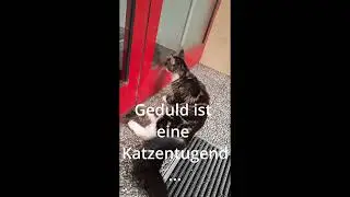 Norwegische Katze schenkt mir ihre Freundschaft#shorts#katze#freundschaft