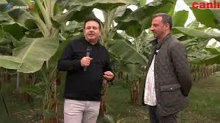 HATAY DEFNE'DE MUZ ÜRETİMİ ! TARIM RAPORU