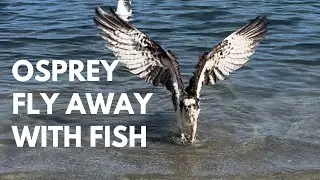 Osprey vs Lunch at Mission Bay San Diego