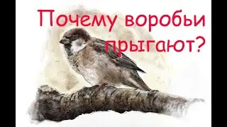 Почему воробьи прыгают, а не ходят как голуби? Интересные факты о воробьях.