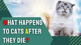 Do Cats Go to Heaven? Exploring the Afterlife of Our Feline Friends