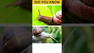 One nap can last up to three years! #viral   #fact #shortvideo #facts