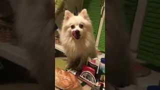 Немецкому шпицу дали колбаску