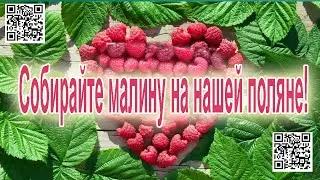 МАЛИНА 2.0 | Собирайте малину на нашей поляне! В одиночку и командой!