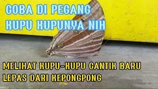 Melihat kupu kupu cantik, mengenal kupu kupu....