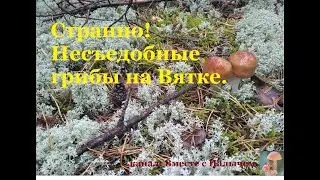 Странно! Несъедобные грибы на Вятке