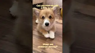 Коржик вырос 🤩😍😁