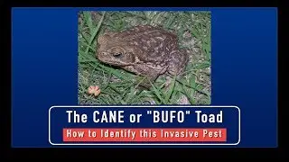 Cane Toads - How to Identify This Invasive Pest