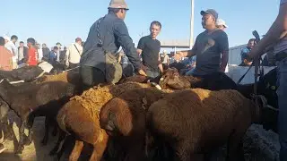 18.08.2024 QUY QUZI QUCHQOR ECHKI NARXLARI QARSHI KARVON MOL BOZORIDA