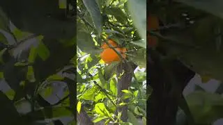 Grafted orange tree bearing fruit