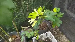 pembibitan anggur dan buah tin (berkunjung) kebun kliwon fig