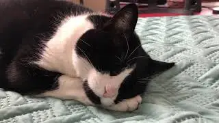 5 minutes of my cat sleeping