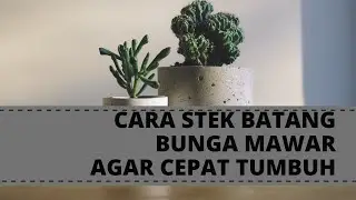 Cara Stek Bunga Mawar Agar Cepat Tumbuh