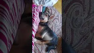 последний рукав