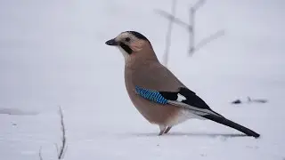ALAKARGA SESİ (JAY BIRD SOUND)