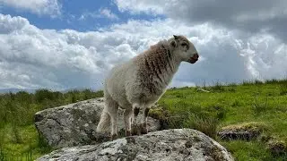 Larry The Lamb - Then And Now