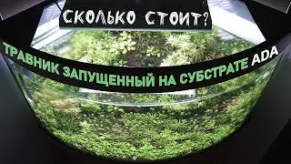 Травник запущенный на субстрате ADA.Содержание,уход.