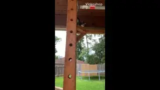 Funny cat up high #short