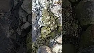 Мою купальный пруд после зимы