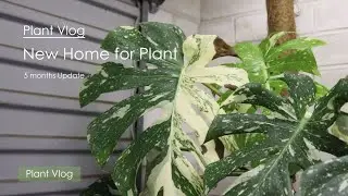 Moving House with Plants | Plant Vlog