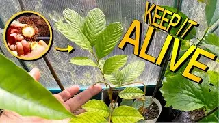 5 Mistakes To Avoid When Growing Rambutan Trees