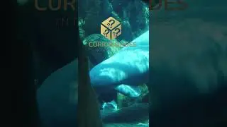 O peixe boi curiosidades e ameaças à sobrevivência dessa espécie aquática #shorts