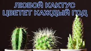 УВЛЕКАТЕЛЬНЫЕ ФАКТЫ О КАКТУСАХ, КОТОРЫЕ ЗАСТАВЯТ УДИВИТЬСЯ. КАКТУС ЖИВЁТ 100 ЛЕТ. КАКТУС ЦВЕТЕТ.