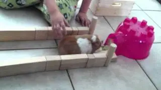 Serious Guinea Pig Race