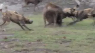مجوعة كلاب متوحشة تفترس ضبع Wild dogs prey hyena HD
