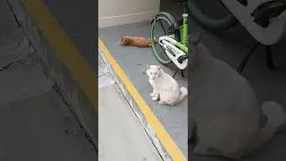 I sneak up to two cats
