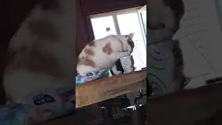 Наш кот пьёт воду 😁😁😁