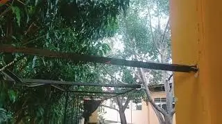 suara perkutut lokal di alam liar