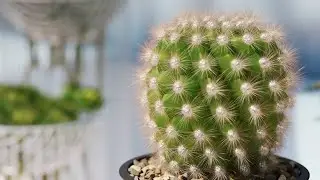 V-Ray for Cinema 4D — How to use V-Ray Fur