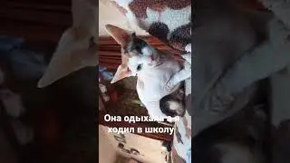 10 февраля 2022 г.