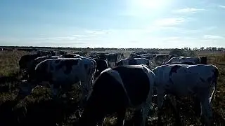 Пастушьи будни. Сентябрь.