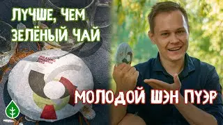 Пуэр вместо зелёного чая!?  Шэн пуэр 